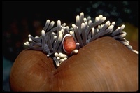 : Amphiprion ocellaris; Clown Anemonefish