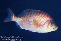 : Hypsurus caryi; Rainbow Seaperch