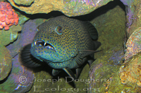 : Plectropomus areolatus; Squaretail Coralgrouper