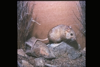 : Neotoma lepida; Desert Woodrat