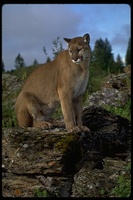 : Puma concolor; Mountain Lion