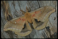 : Antheraea polyphemus; Polyphemus Moth