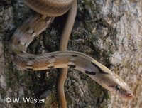 : Coelognathus helena; Common Triket Snake