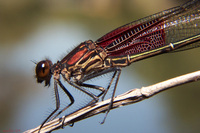 : Hetaerina americana; American Rubyspot Damselfly