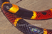 : Micrurus fulvius