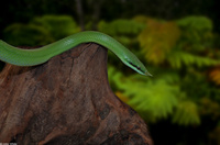 : Rhynchophis boulengeri; Rhinoceros Snake