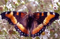 : Nymphalis milberti; Milbert's Tortoiseshell