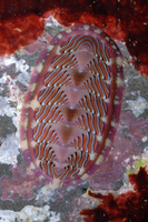 : Tonicella lineata; Lined Chiton