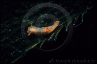 : Triopha maculata; Spotted Triopha Nudibranch;