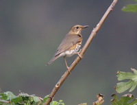 검은지빠귀 Grey Thrush