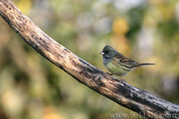 Black-faced Bunting 灰頭(巫鳥)