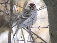 Hoary Redpoll