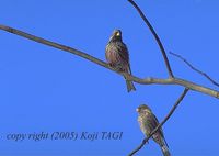 Asian Rosy Finch » Leucosticte arctoa