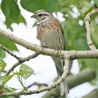 Pine Bunting x Yellowhammer hybrid