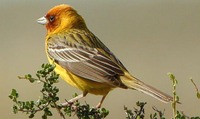 Red headed Bunting - Emberiza bruniceps - Gandam - Haryana Birds - North