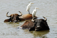 Photo of volavka rusovlasá Bubulcus ibis Cattle Egret