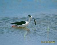 Photo of pisila čáponohá, Black-winged Stilt, Himantopus himantopus