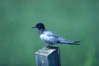 Black Tern Chlidonias niger