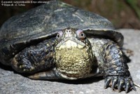 Europæisk sumpskildpadde (Emys orbicularis)  Foto/billede af