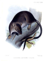 Joseph Smit Hesperomys (Rhipidomys) sclateri