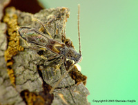 Glaphyra umbellatarum