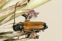 Tetrops praeustus praeustus