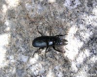 Platycerus spinifer
