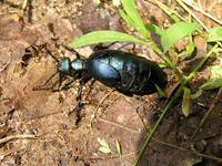 Meloe violaceus - Violet Oil Beetle