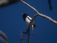 Madagascar Dayal-Lijster (Copsychus albospecularis) 26K