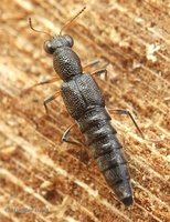 Stenus cicindeloides