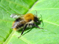 Bombus hypnorum