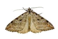 Aplocera plagiata - Treble-bar