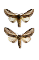 Pheosia tremula - Swallow Prominent