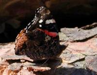 Vanessa atalanta - Red Admiral