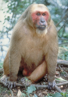 Stump-tailed macaque (Macaca arctoides)