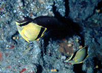 Prognathodes marcellae, :