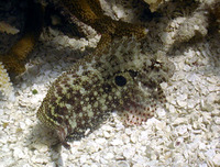 Salarias ceramensis, Seram blenny: fisheries, aquarium