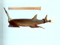 Pristis zijsron, Longcomb sawfish: fisheries, gamefish