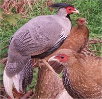 Lineated Kalij Pheasant Lophura leucomelanos lineata