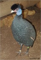 Kenya Crested Guineafowl Guttera pucherani pucherani