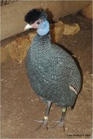 Kenya Crested Guineafowl Guttera pucherani pucherani