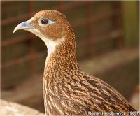 Himalayan Monal Lophophorus impeyanus