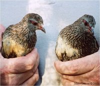 Stone Partridge Ptilopachus petrosus