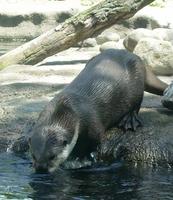 Image of: Aonyx capensis (African clawless otter)