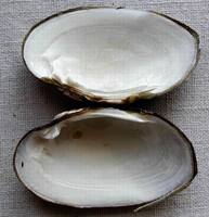 Unio crassus - Thick Shelled River Mussel