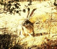 Image of: Lepus californicus (black-tailed jackrabbit)