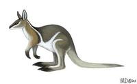 Image of: Onychogalea fraenata (bridled nail-tailed wallaby)