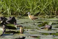 Actophilornis africanus - African Jacana