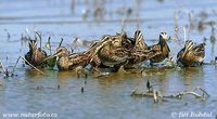 Gallinago gallinago - Snipe