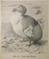 Raphus cucullatus - Dodo